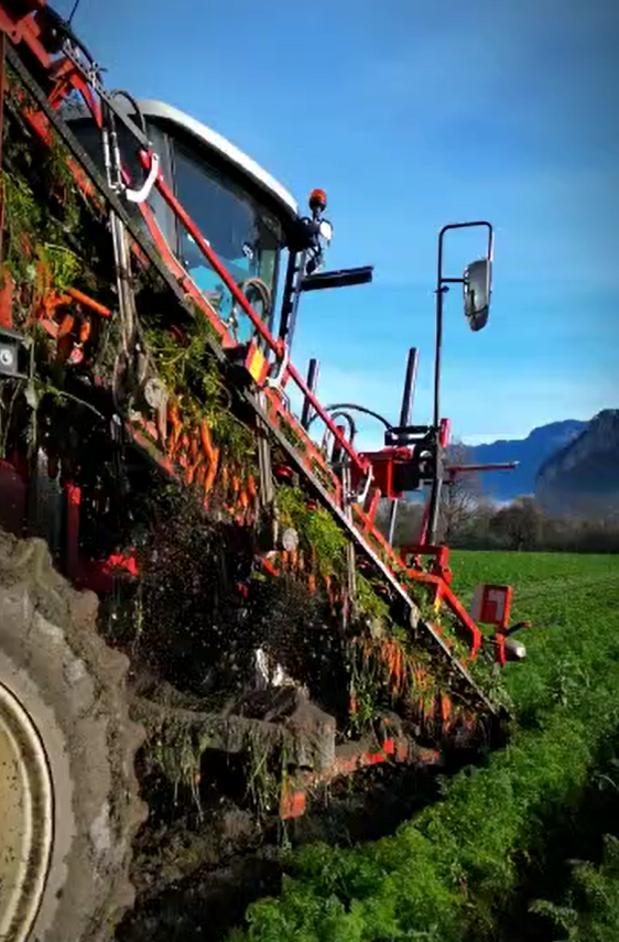 Rüebli frisch vom Feld